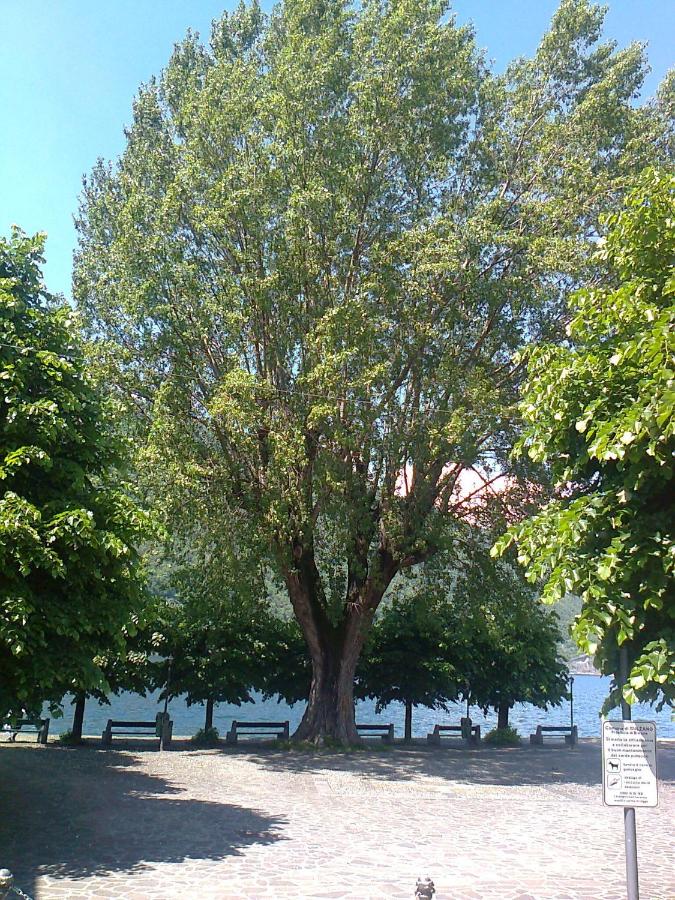 Uliveto - B&B Sulzano