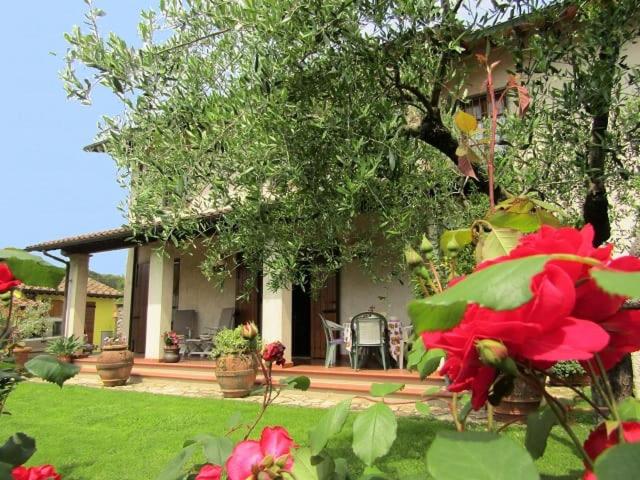 B&B Camaiore - Casa vacanze Lulù - Bed and Breakfast Camaiore