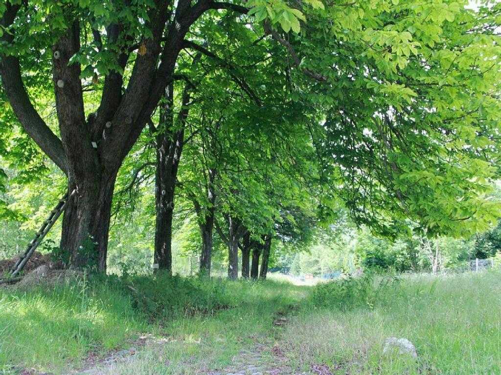 Bett im Bahnhof Waldblick kein Junggesellenabschied oä - Ferienwohnung