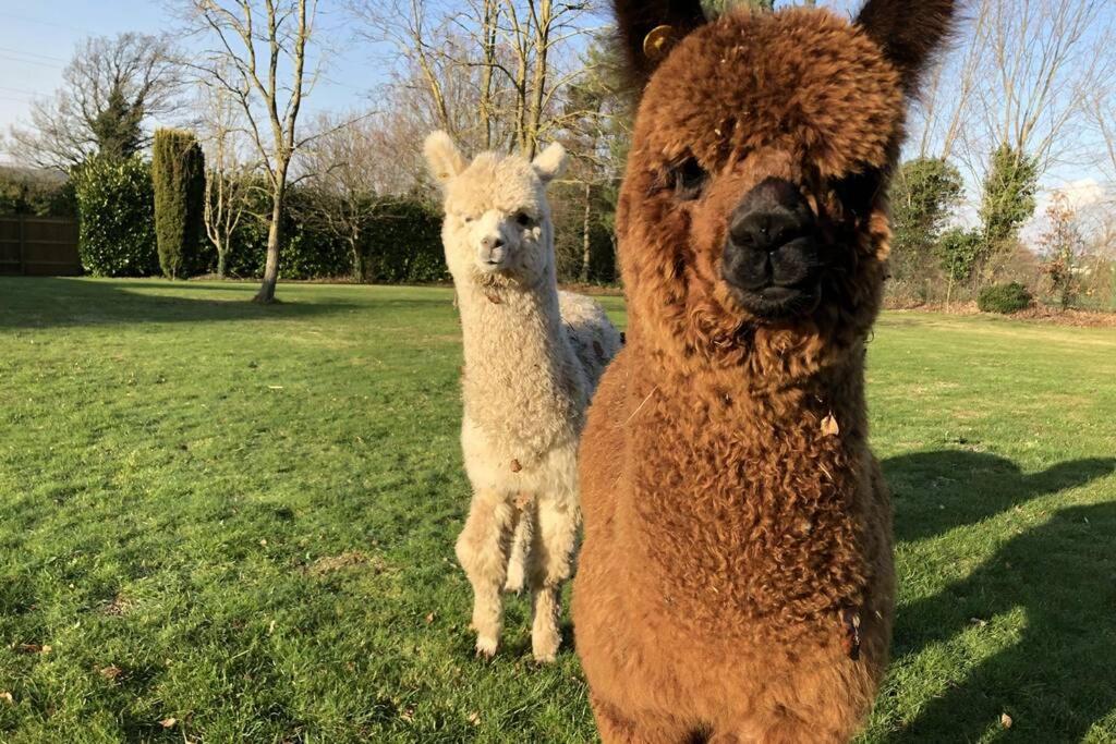 B&B Sittingbourne - Alpaca Lodge - Bed and Breakfast Sittingbourne