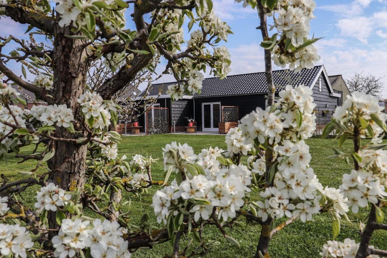 B&B Buutegeweun - B&B Sommelsdijk