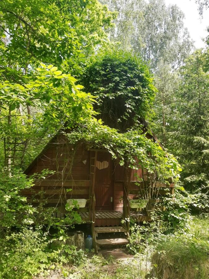 Domek w lesie - Ferienwohnung