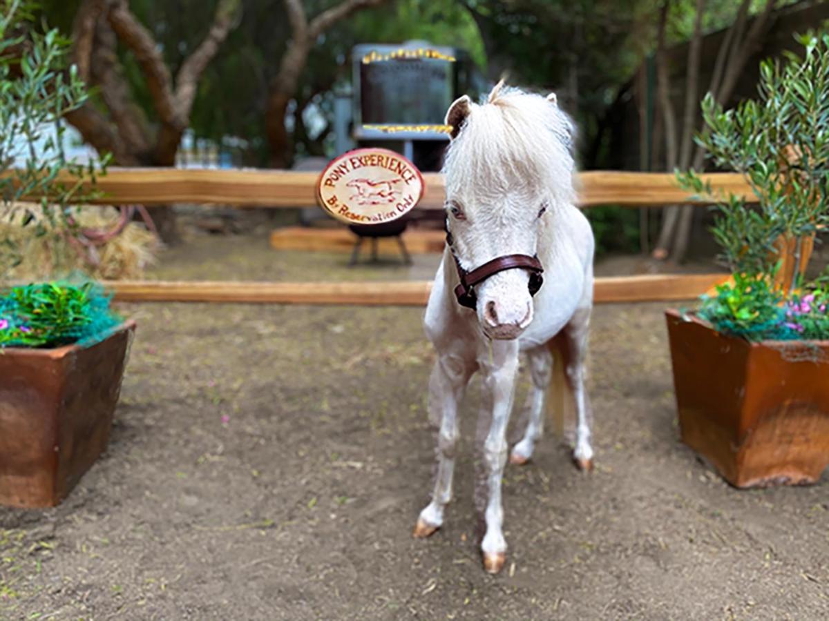 The Pony Experience; Glamping with Private Petting Zoo - B&B