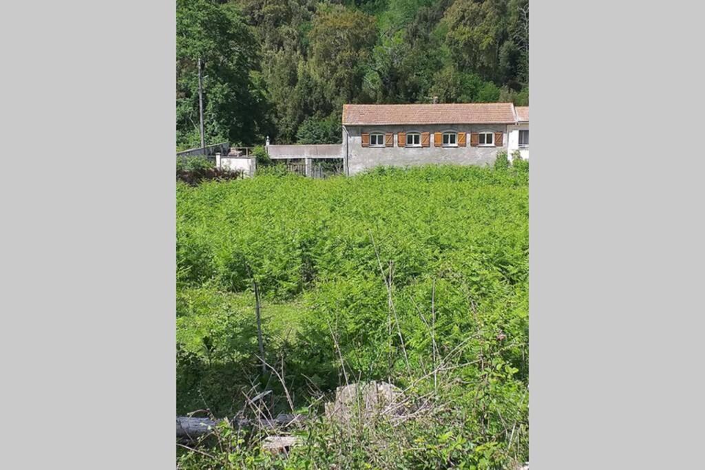Maison F4 bord de rivière dans un hameau du village de Pruno en Haute Corse Dix min de la plage à Folelli - B&B