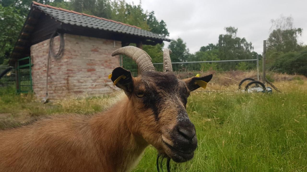 Doppelzimmer mit Gartenblick