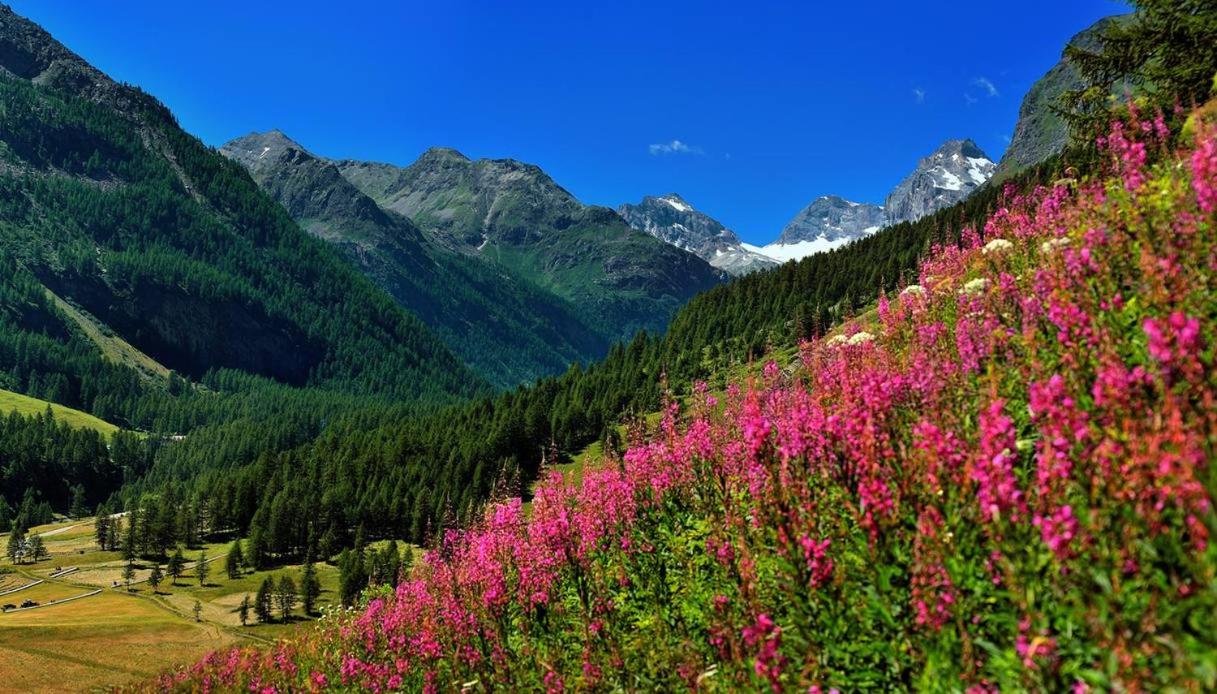 Appartamenti Edelweiss - B&B Chaudanne