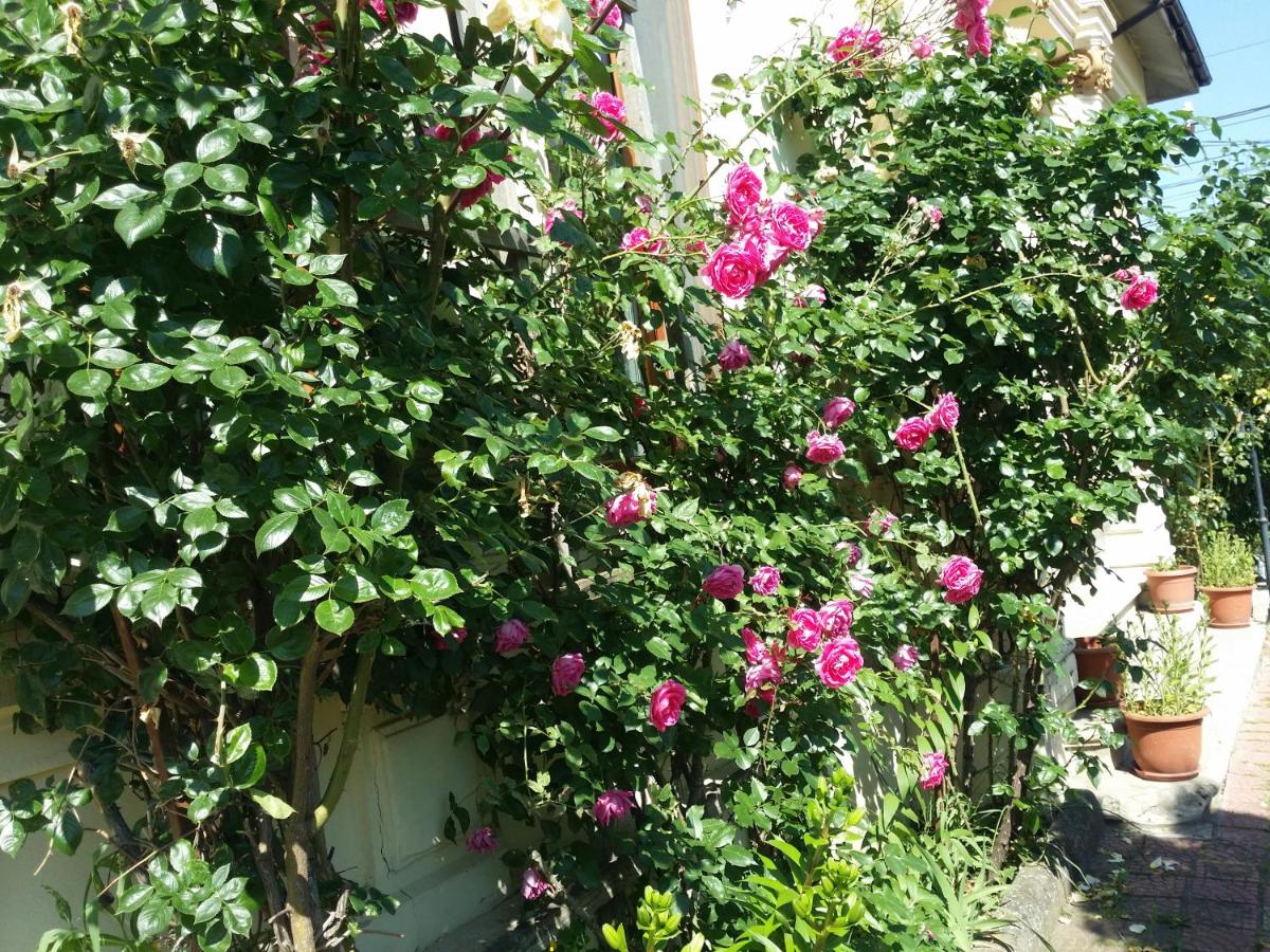 Casa Trandafirilor - B&B