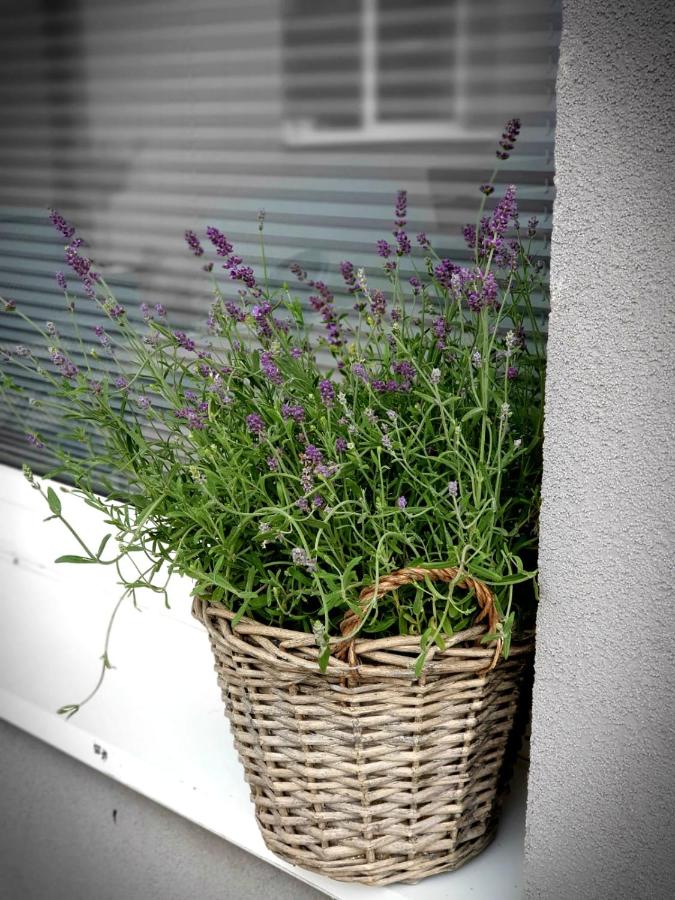 Willa Plażowa - B&B Rewa