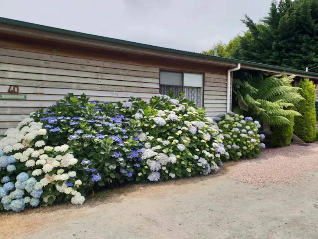Beech Forest Cottage (Cozy Otways Accommodation) - B&B Beech Forest
