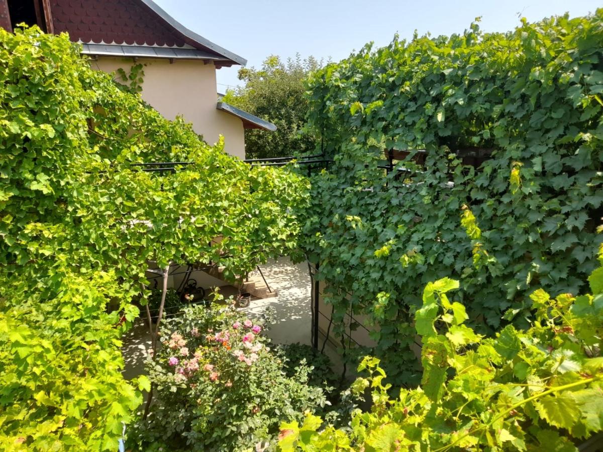 Pensiunea Lyo - Bed and Breakfast