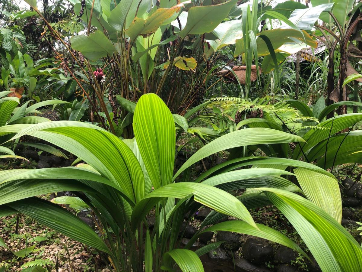 Glamping Rio Celeste Heliconia - B&B