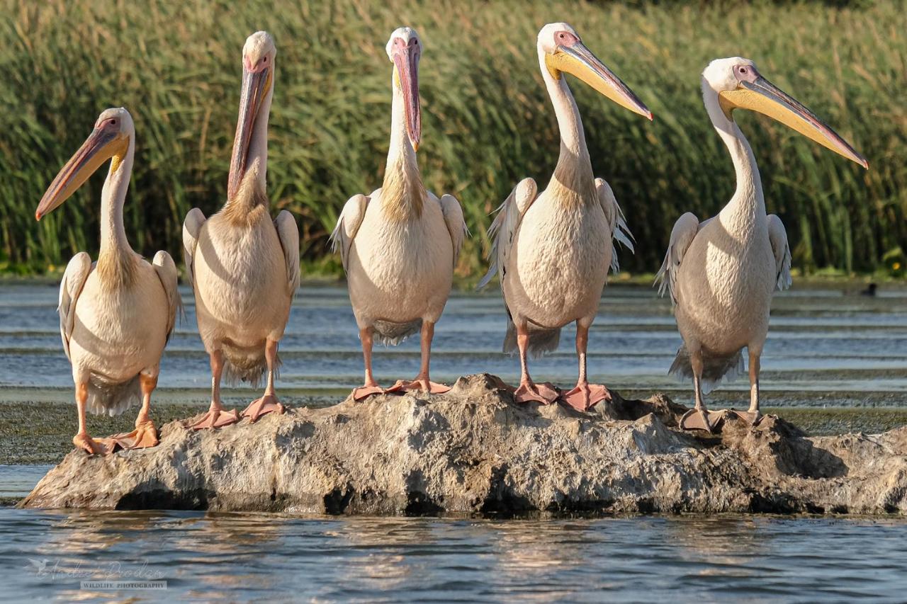 Bunica Maria - Guesthouse for birders - B&B Mahmudia