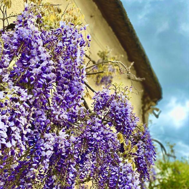 The Old Thatch - Hennock - B&B