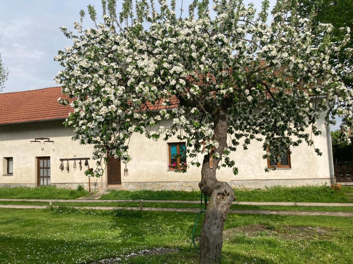 Příjemný apartmán se zahradou - Ferienwohnung