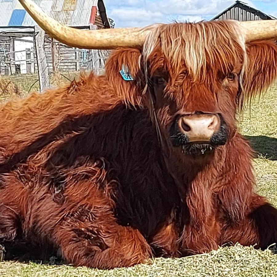 Straw House Farm - STANTHORPE - B&B Dalveen