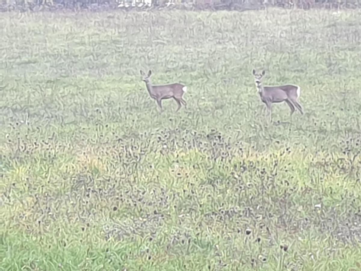 Appartamento Serenella - B&B Sestola