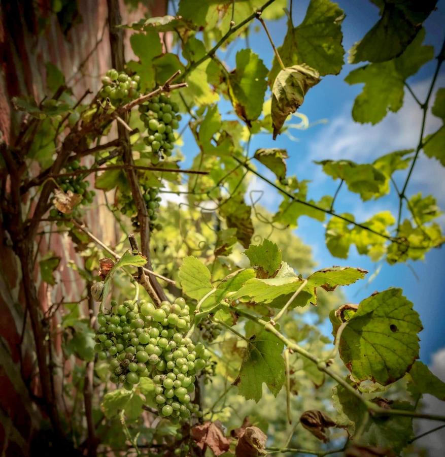 Maison Josephine - B&B Grimbergen