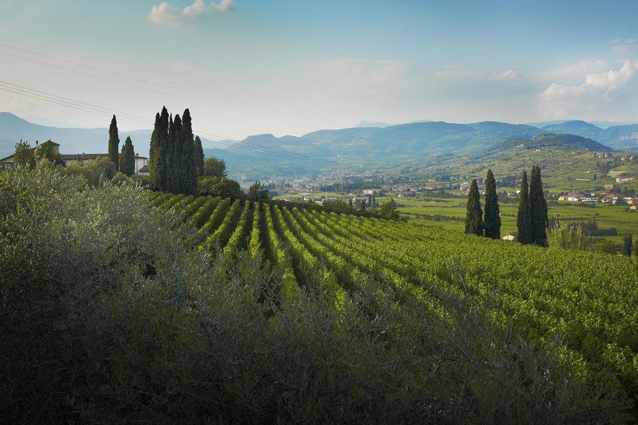 Executive Suite with Terrace