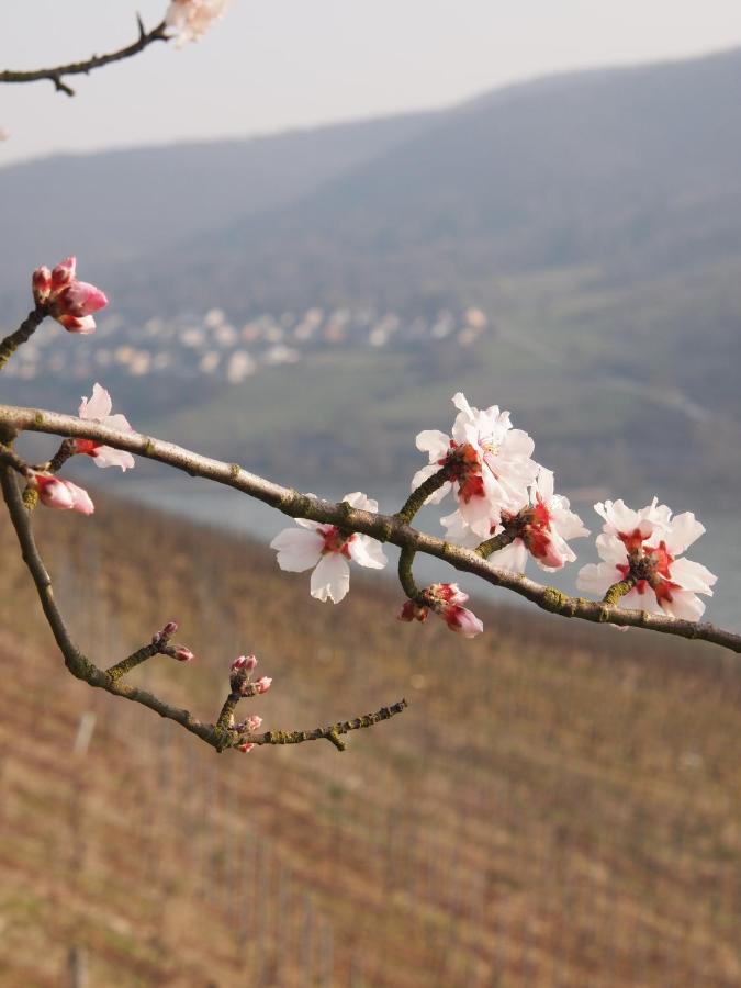 B&B Lorch - Gastehaus Weingut Rossler - Bed and Breakfast Lorch