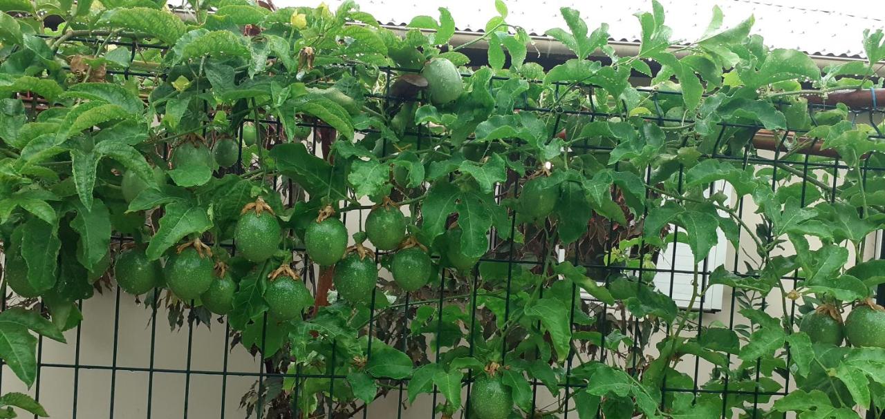 FRUITS DE LA PASSION - B&B Saint-Philippe