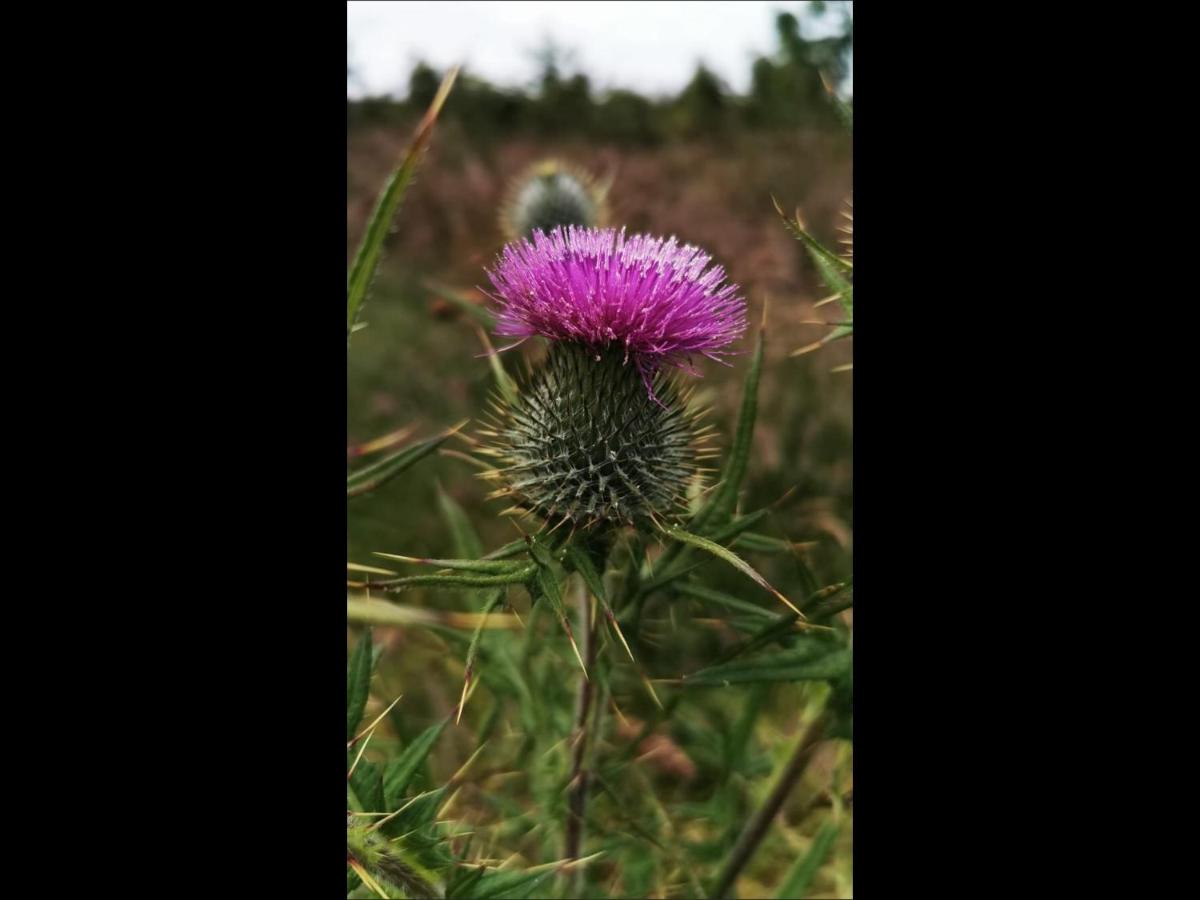 The Anchorage B and B - Chambres d’hôtes John O' Groats