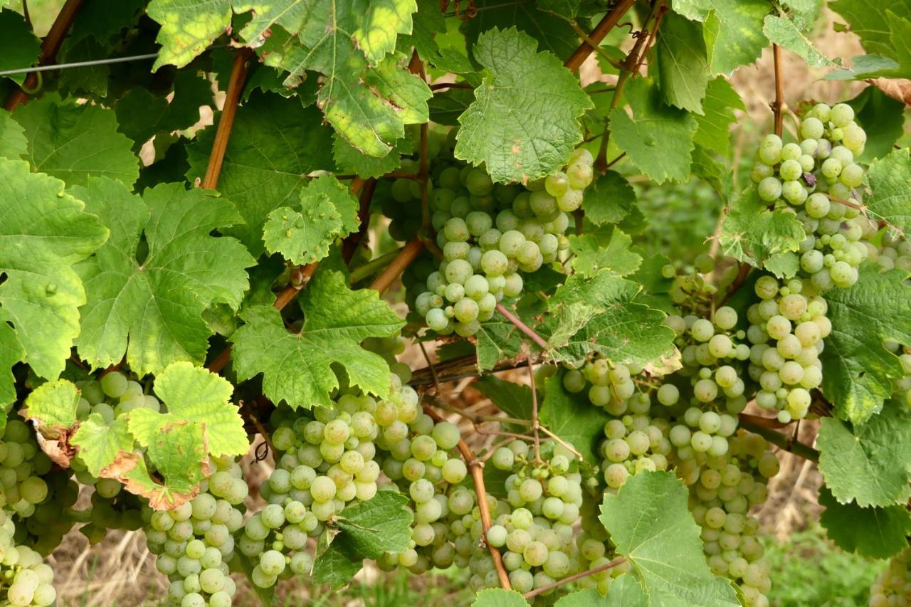 romantisches Winzerhäuschen Schwarzwald und Weinberge - Ferienwohnung Bühl
