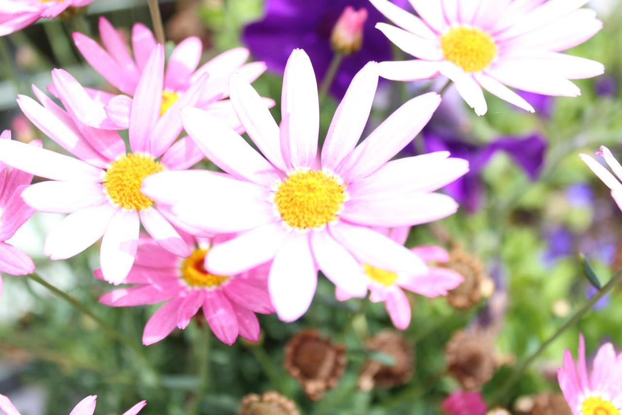 Seacourt Accommodation Tramore - Adult Only - B&B Tramore