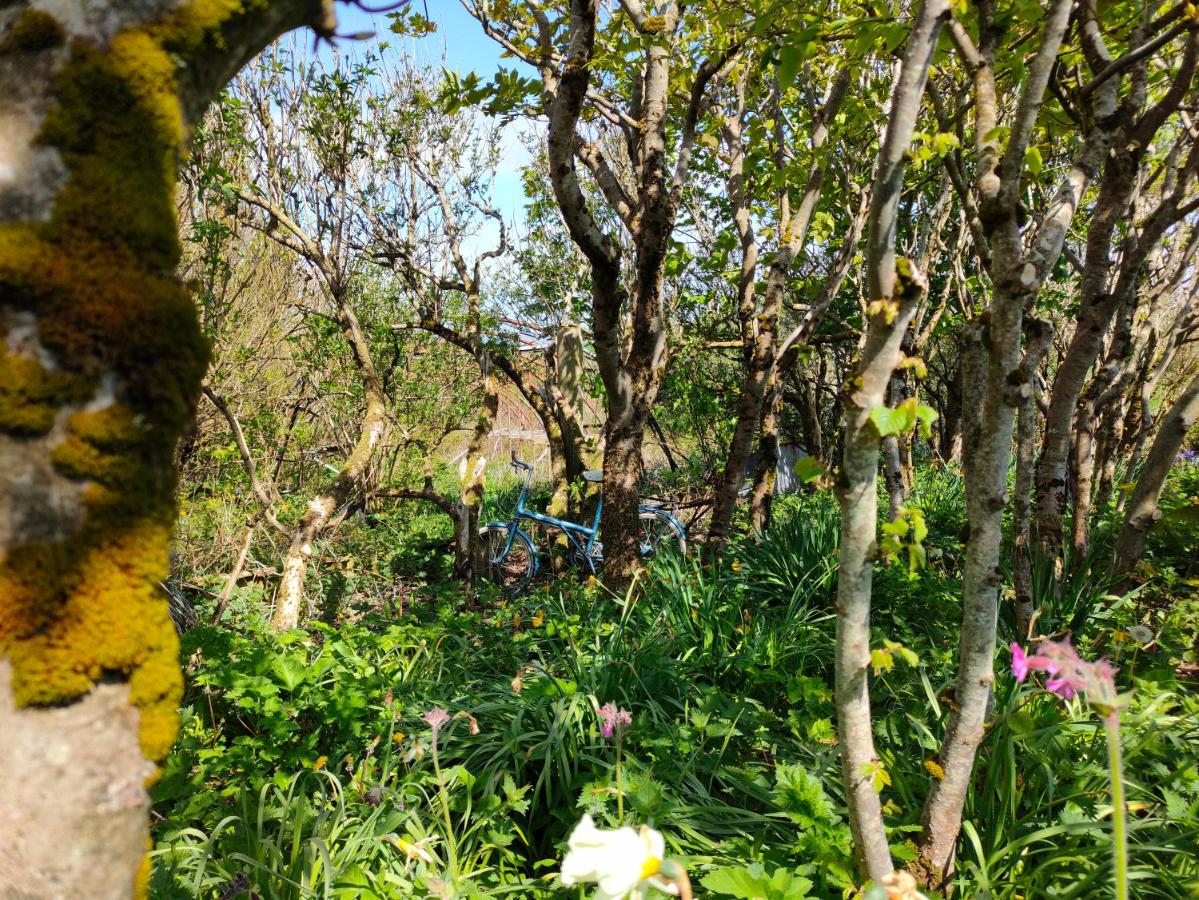 Appartamento con 1 Camera da Letto e Vista Giardino 