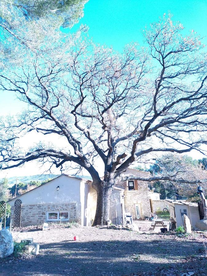 Sous un chêne bicentenaire - B&B