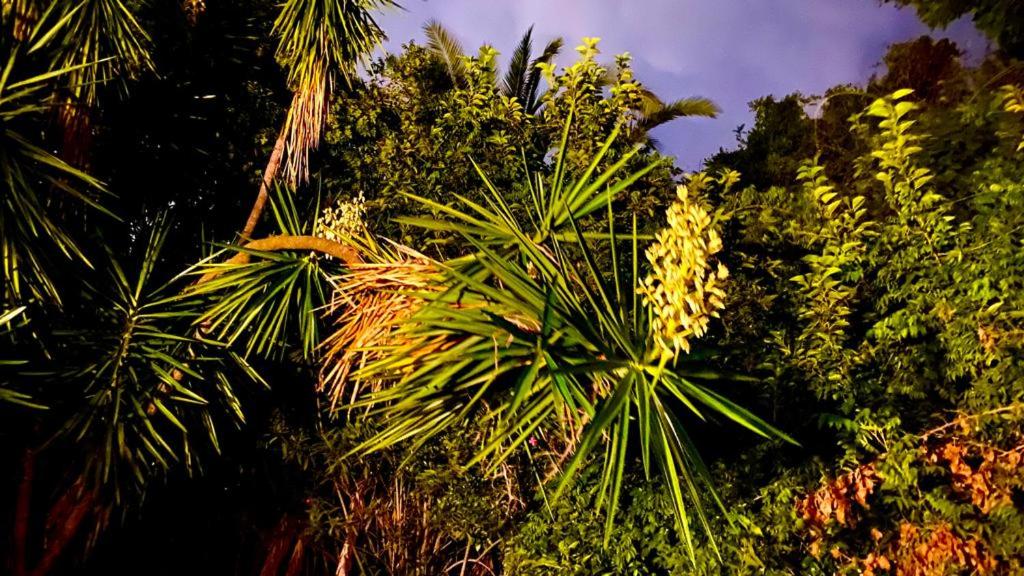 Bungalow con Vista Giardino