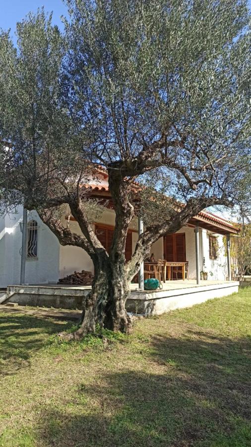 Nafpaktos cottage by the sea for travelers and dreamers! - B&B Nafpaktos