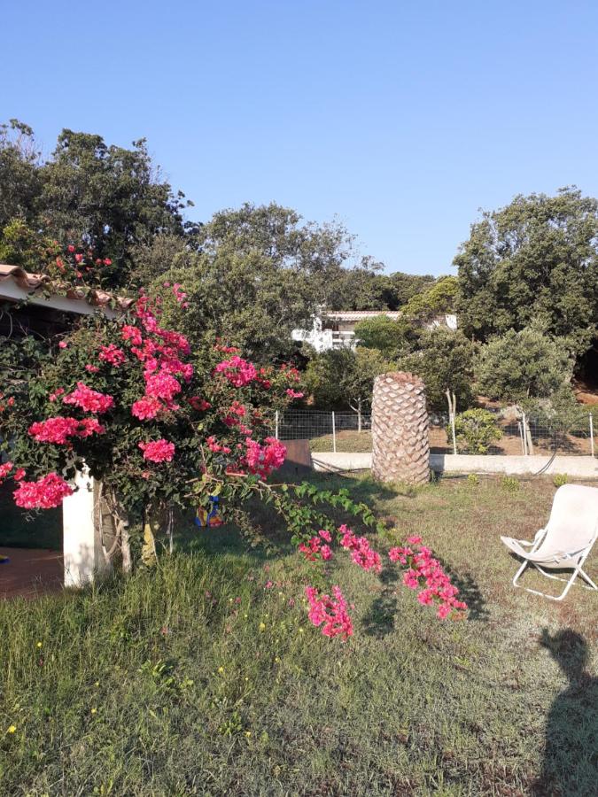 B&B Santa Teresa Gallura - Le agavi - Bed and Breakfast Santa Teresa Gallura