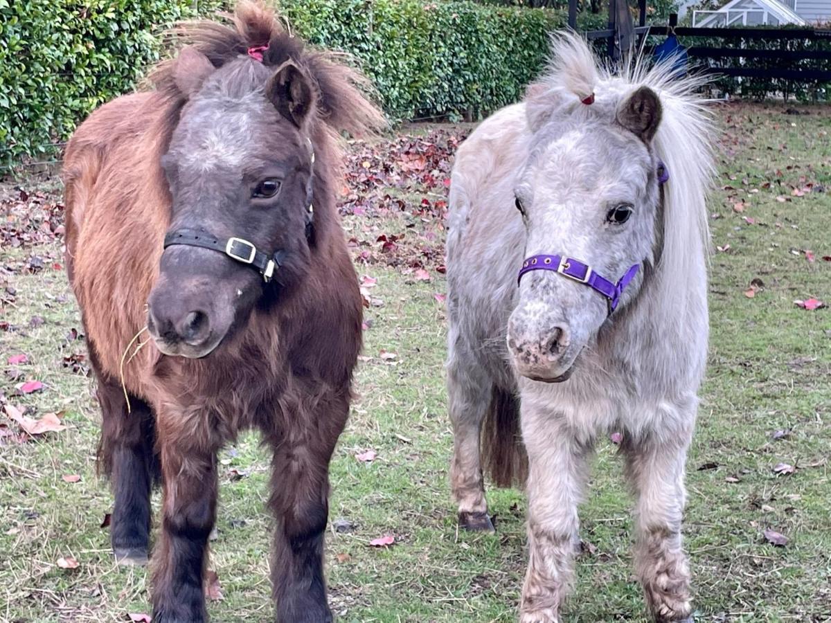 Farm Stay MAPLE Cottage at Wilindi Estate - Bed and Breakfast Tyabb