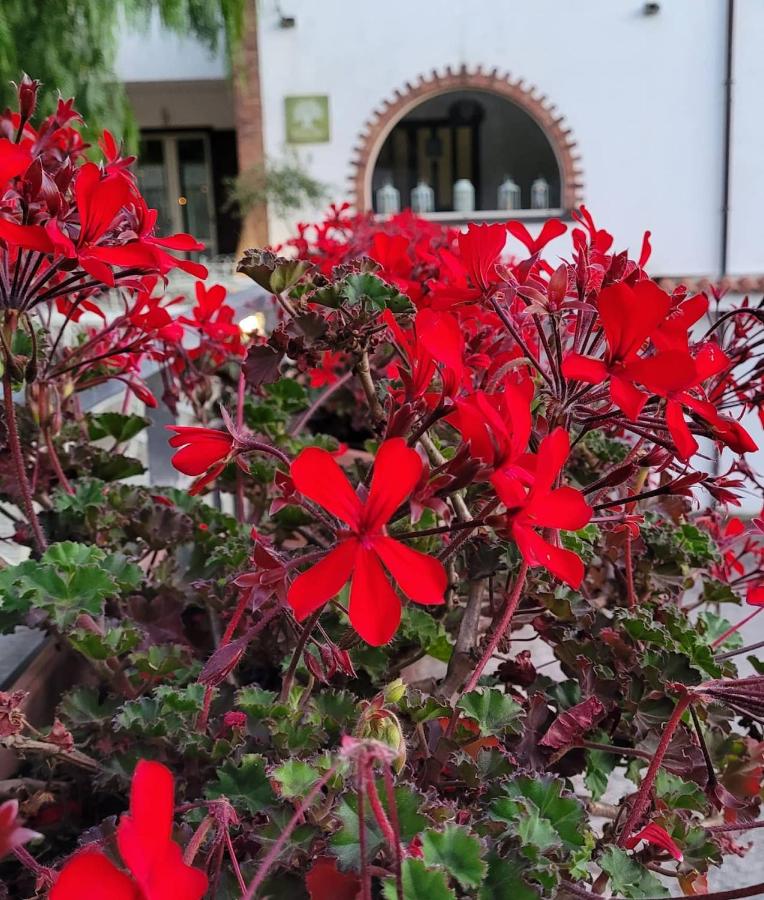 Domus Olea - Bed and Breakfast