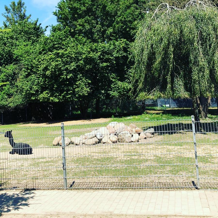 Spaß & Ferien auf dem Alpaka Hof 2 - Bed and Breakfast Lenschow