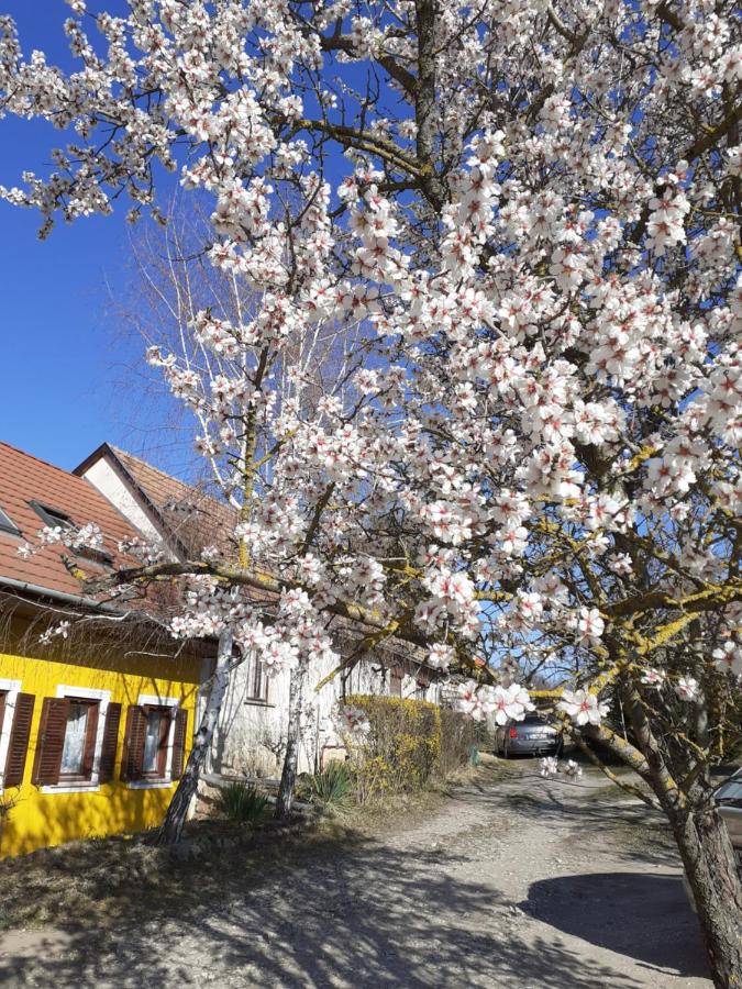 Éva Vendégház - B&B