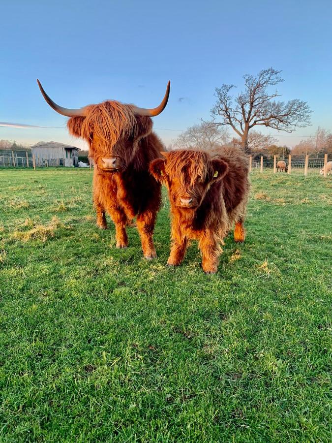 Orchard House Lodges by Ecohuman - B&B Haddington