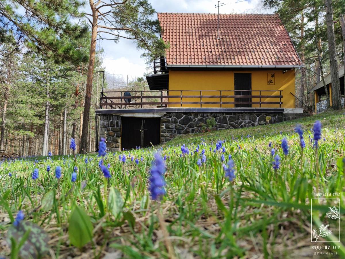 B&B Divčibare - Planinska kuća Čudesni bor - Bed and Breakfast Divčibare