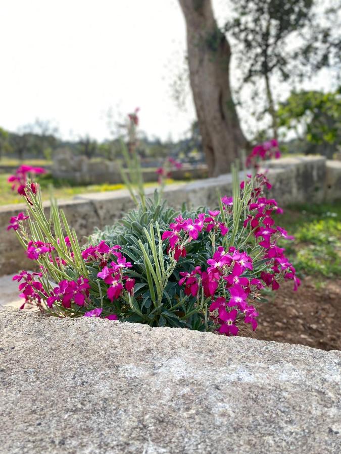 Uliveto Sant' Isidoro - B&B Maglie