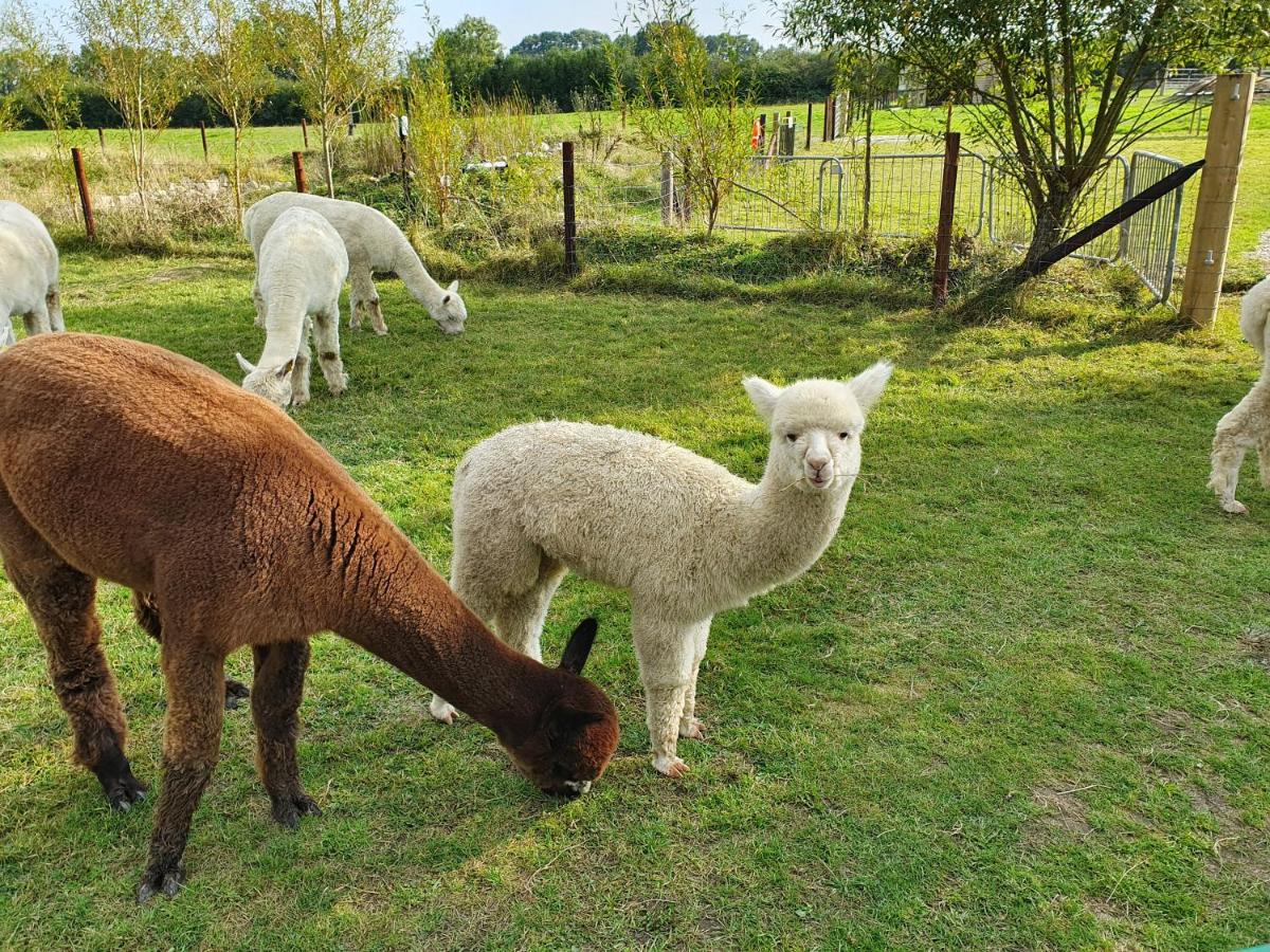 Dartmoor Reach Alpaca Farm Heated Cabins 5 mins drive to Dartmoor - B&B Bovey Tracey