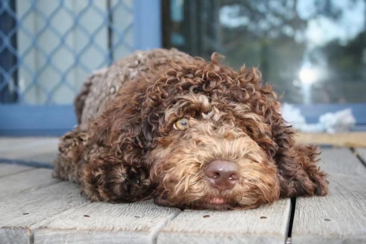 Convent Cottage - Pet friendly home in the centre of town - Ferienwohnung Yamba