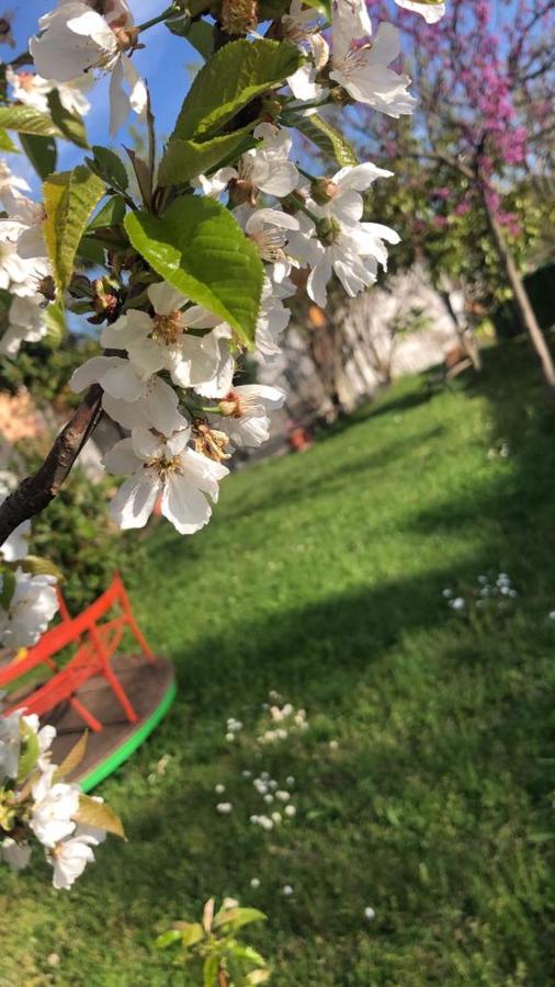 Casa Vacanze Primula palinuri - Bed and Breakfast Futani