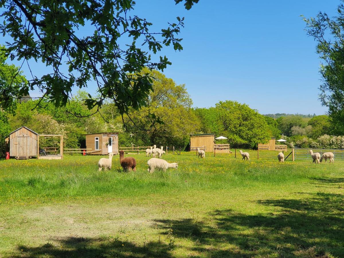 Double Decker Bus on an Alpaca farm sleeps 8, 5 mins drive to Dartmoor - B&B