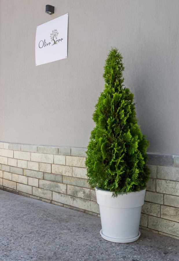 Olive tree Apartment - B&B Limenaria