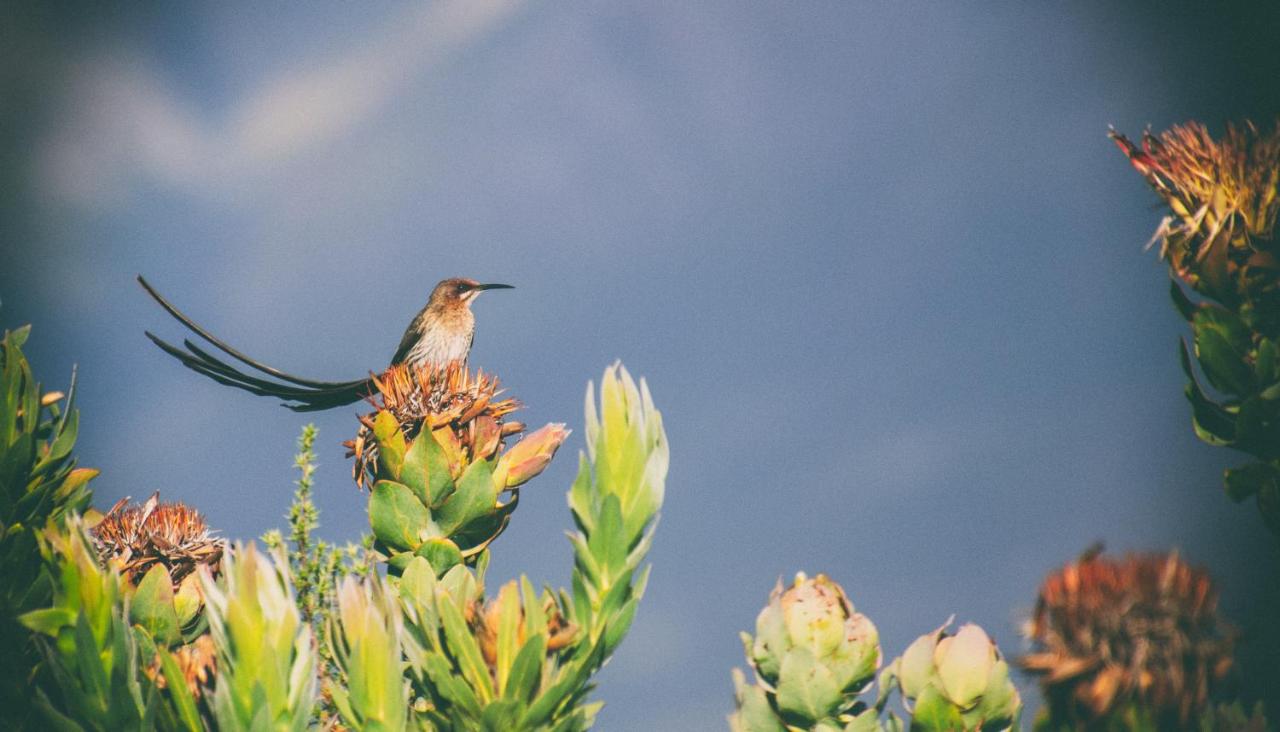 Wild Rescue Nature Reserve - B&B Riversdale
