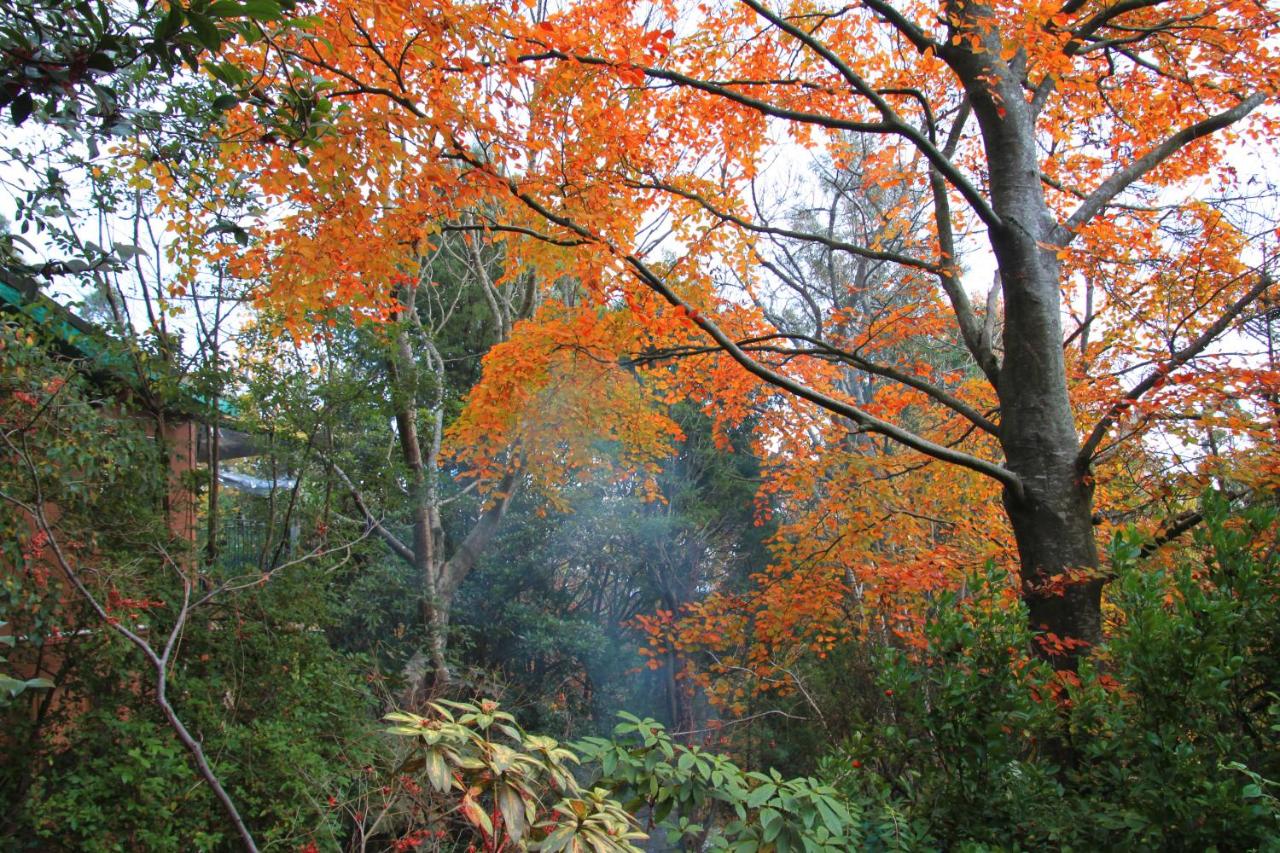 Koko Guesthouse - Two bedroom Option - B&B Olinda