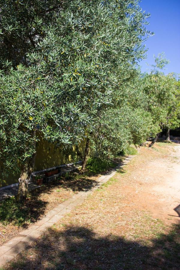 Bilini Garden Apartment - B&B Pola