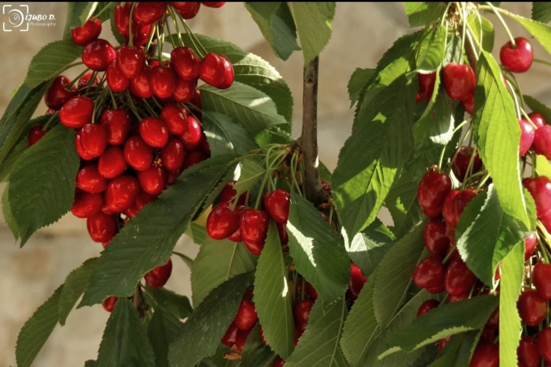 Apartmani Aleksic - B&B Trebinje