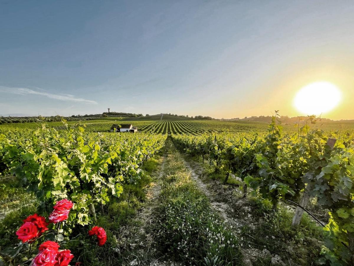 Quinta Monteiro de Matos - Enoturismo - B&B Santarém