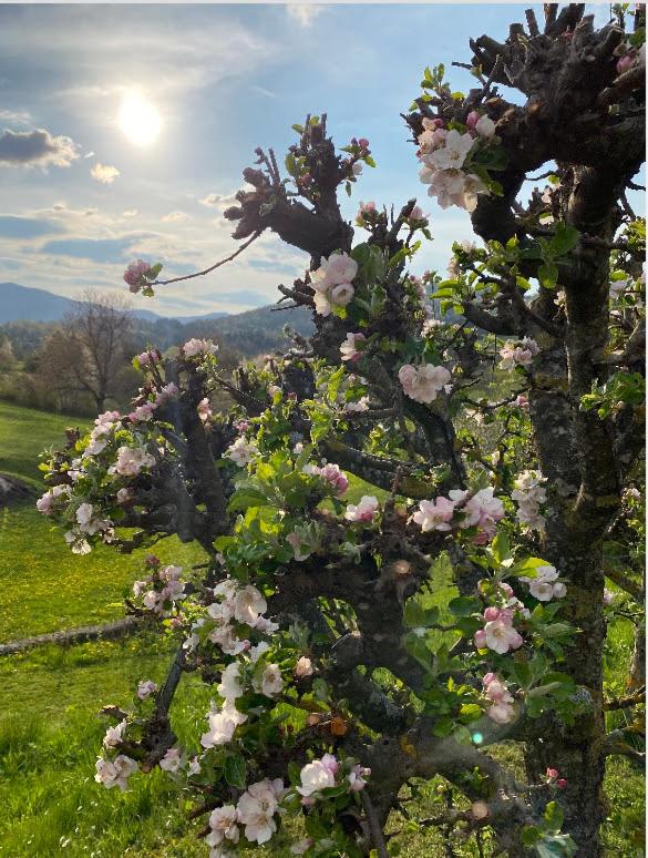 Lovely apartment in nature with sauna - B&B Postojna